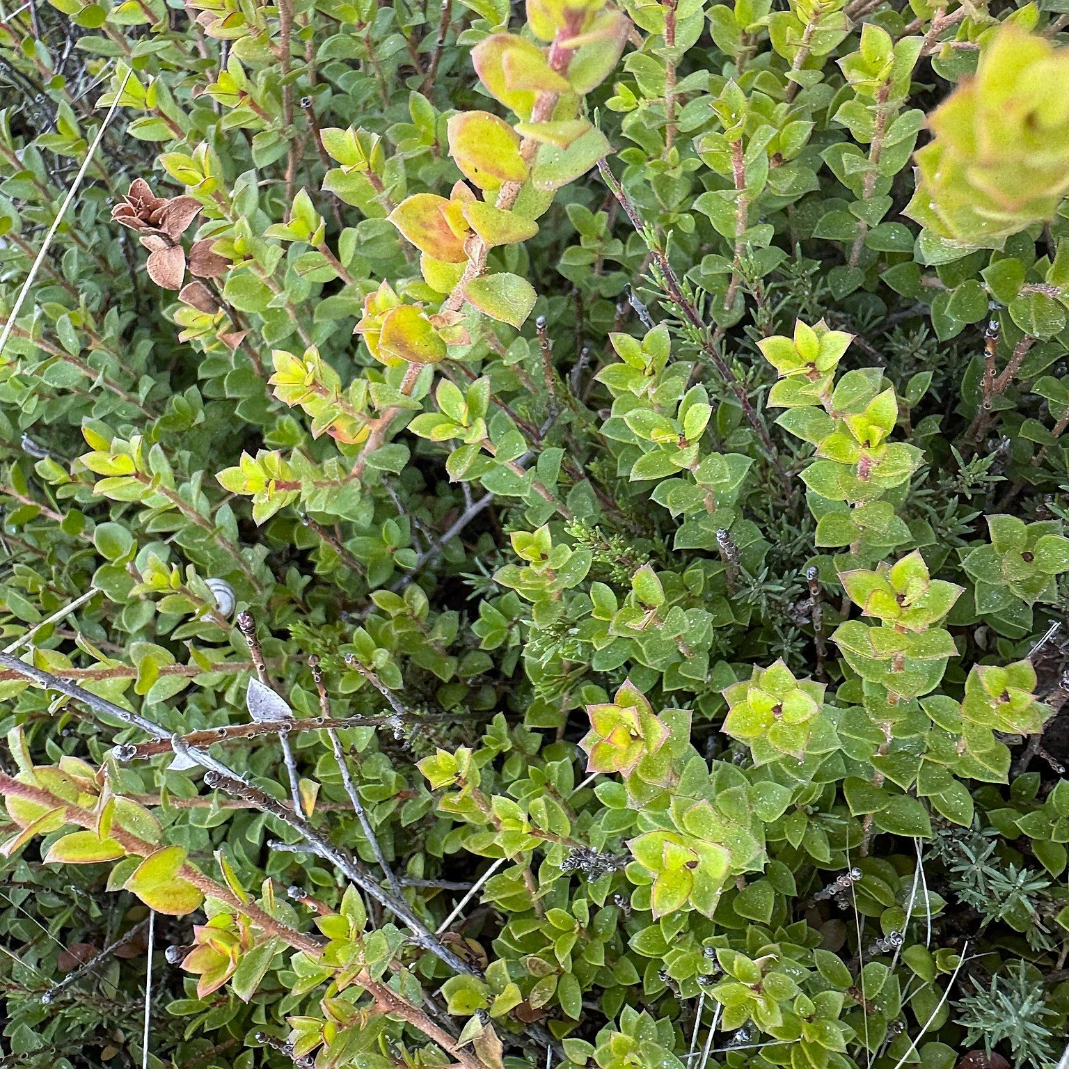 Kunzea pomifera foliage.jpeg