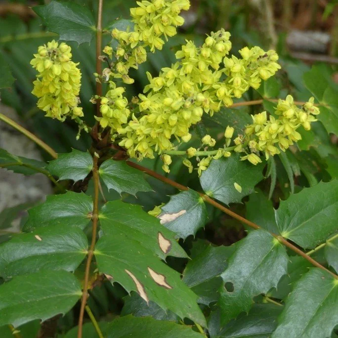 Cascade Oregon Grape Flower.jpeg