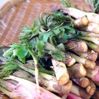 Japanese Spikenard Greens.jpg