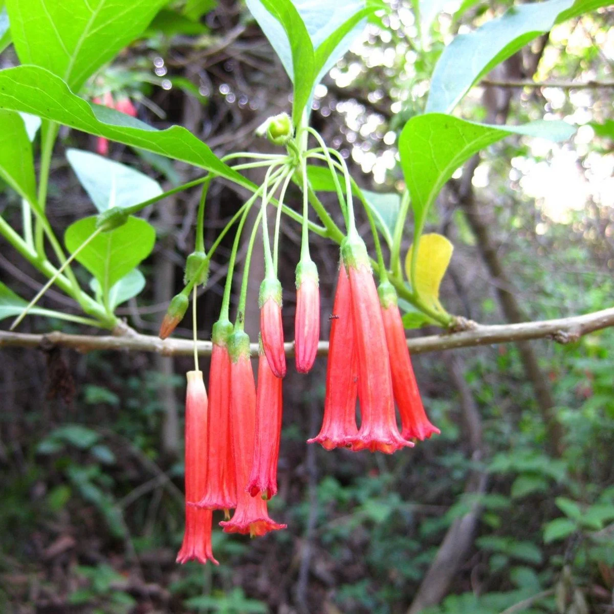 Red Iochroma Flowers.jpg