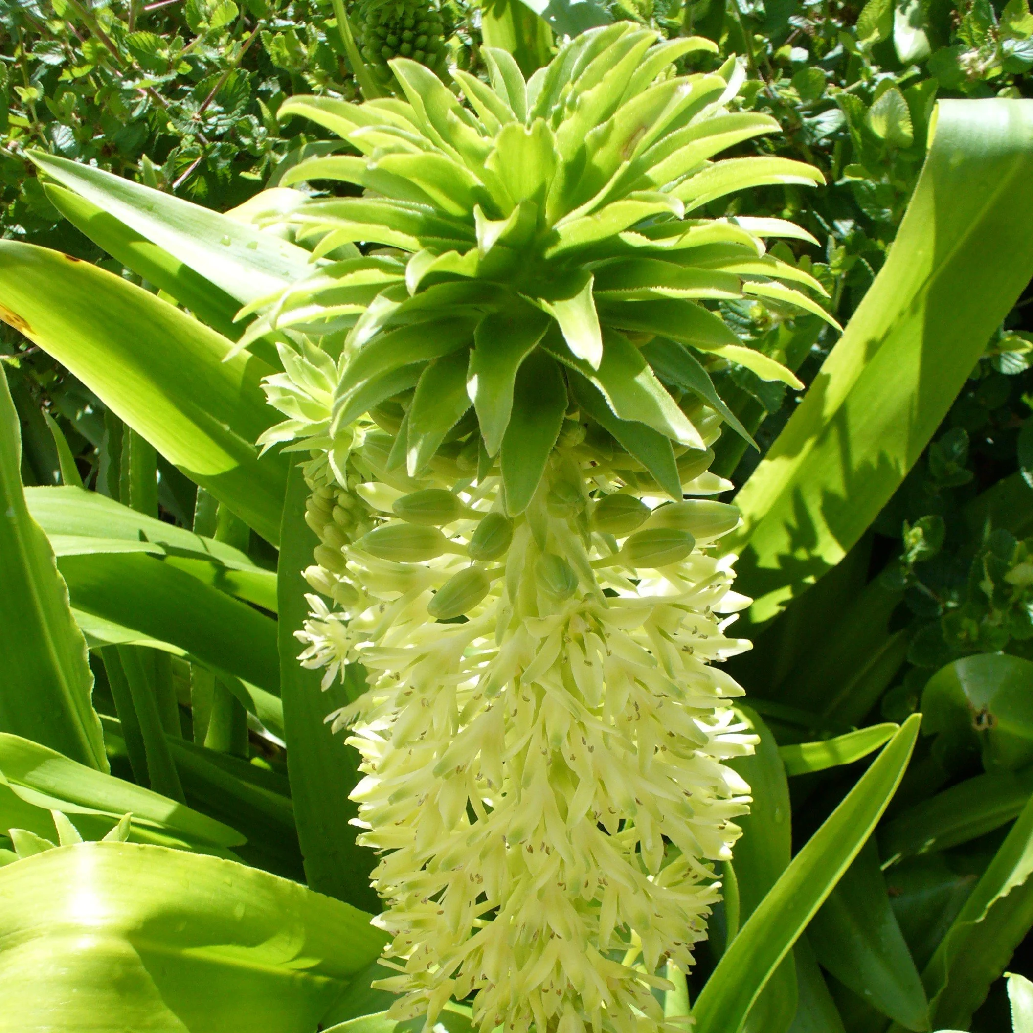 Eucomis autumnalis Flower.jpg