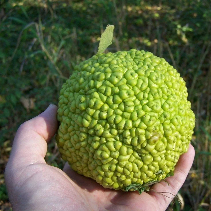 Osage orange.jpg
