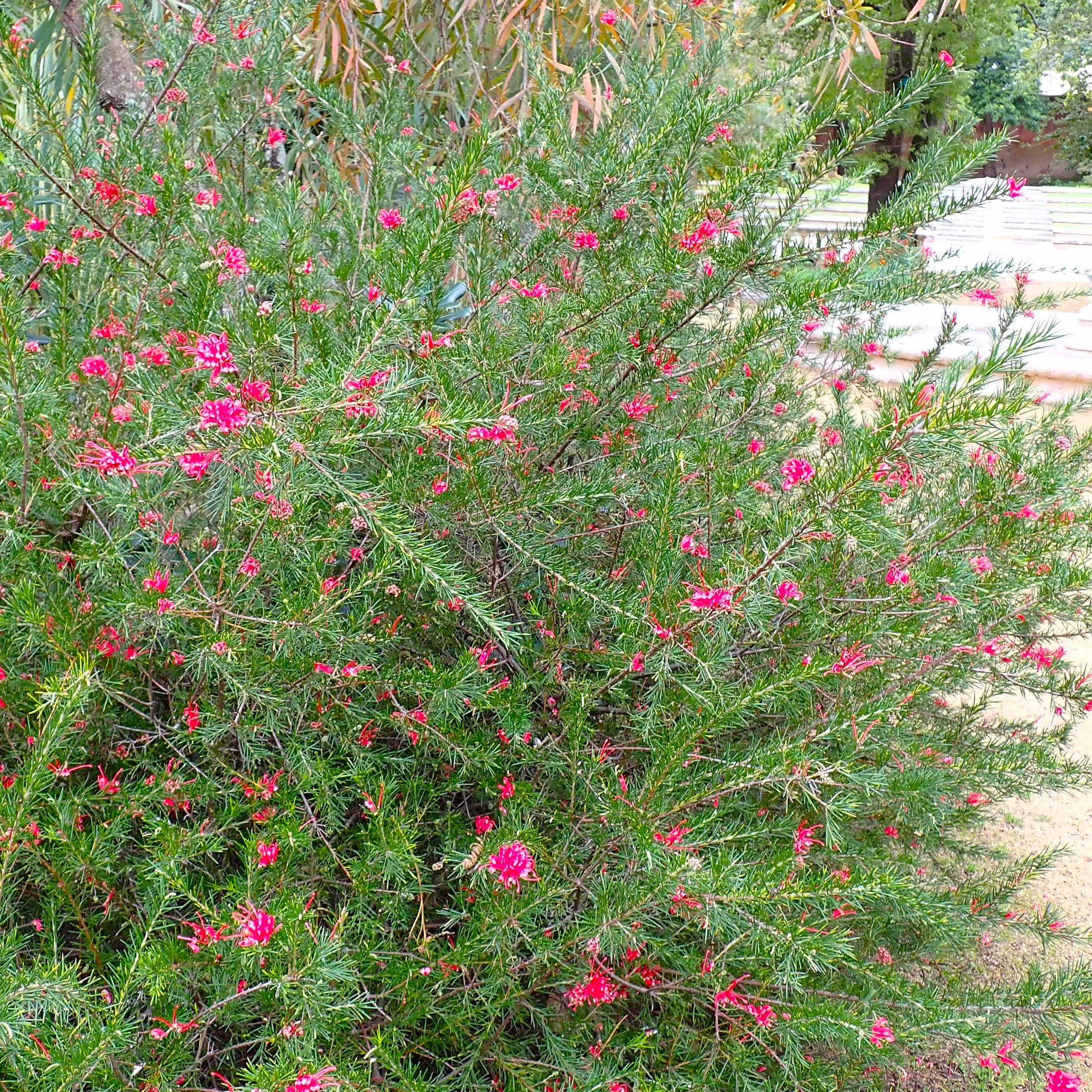 Grevillea 'Canberra Gem'.jpg