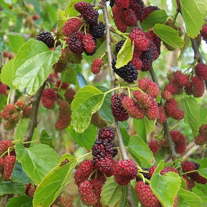 'Illinois Everbearing' Mulberry