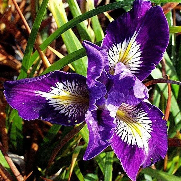 PCH Iris Purple.jpg