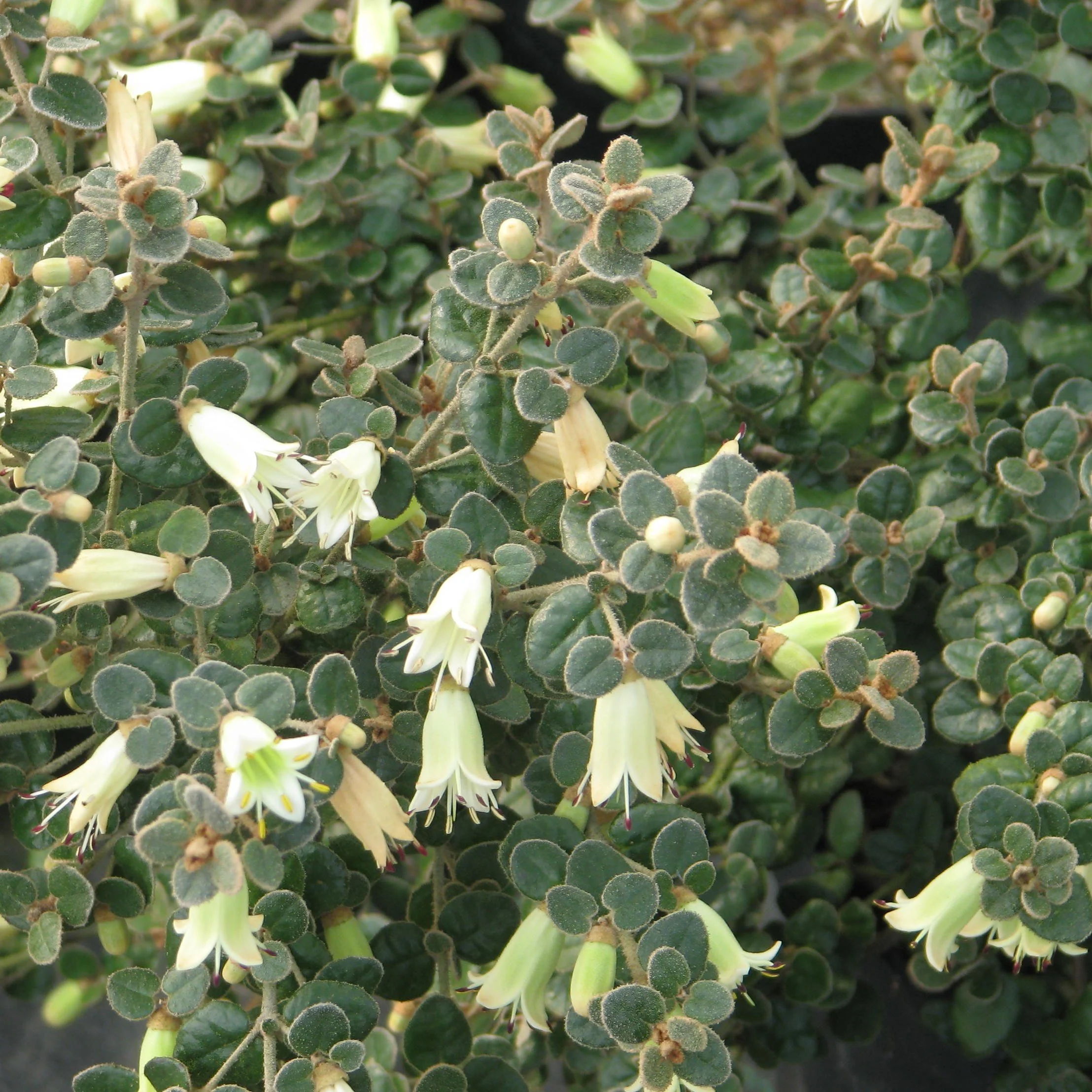 White Australian Fuchsia.jpg