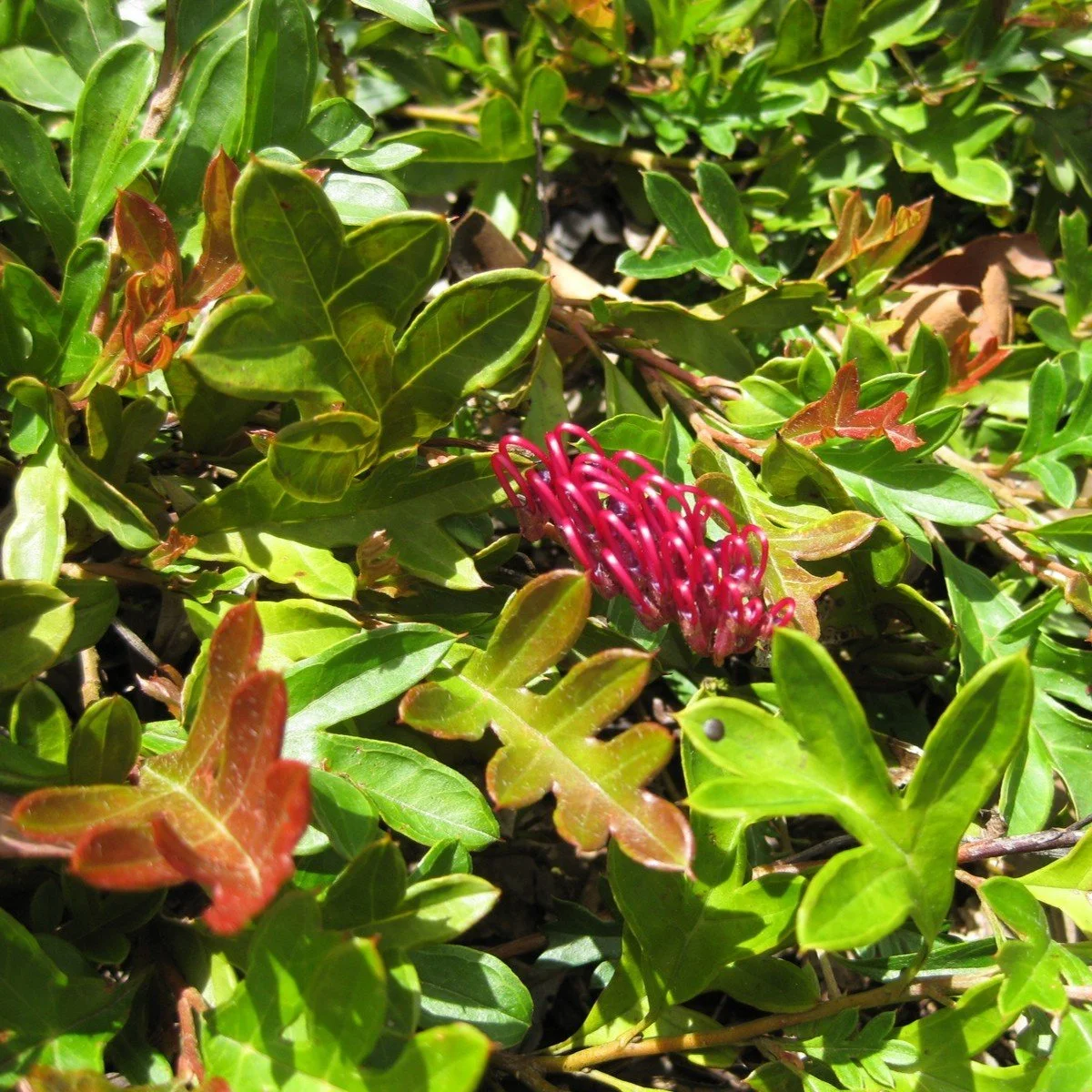 Toothbrush Grevillea.jpg