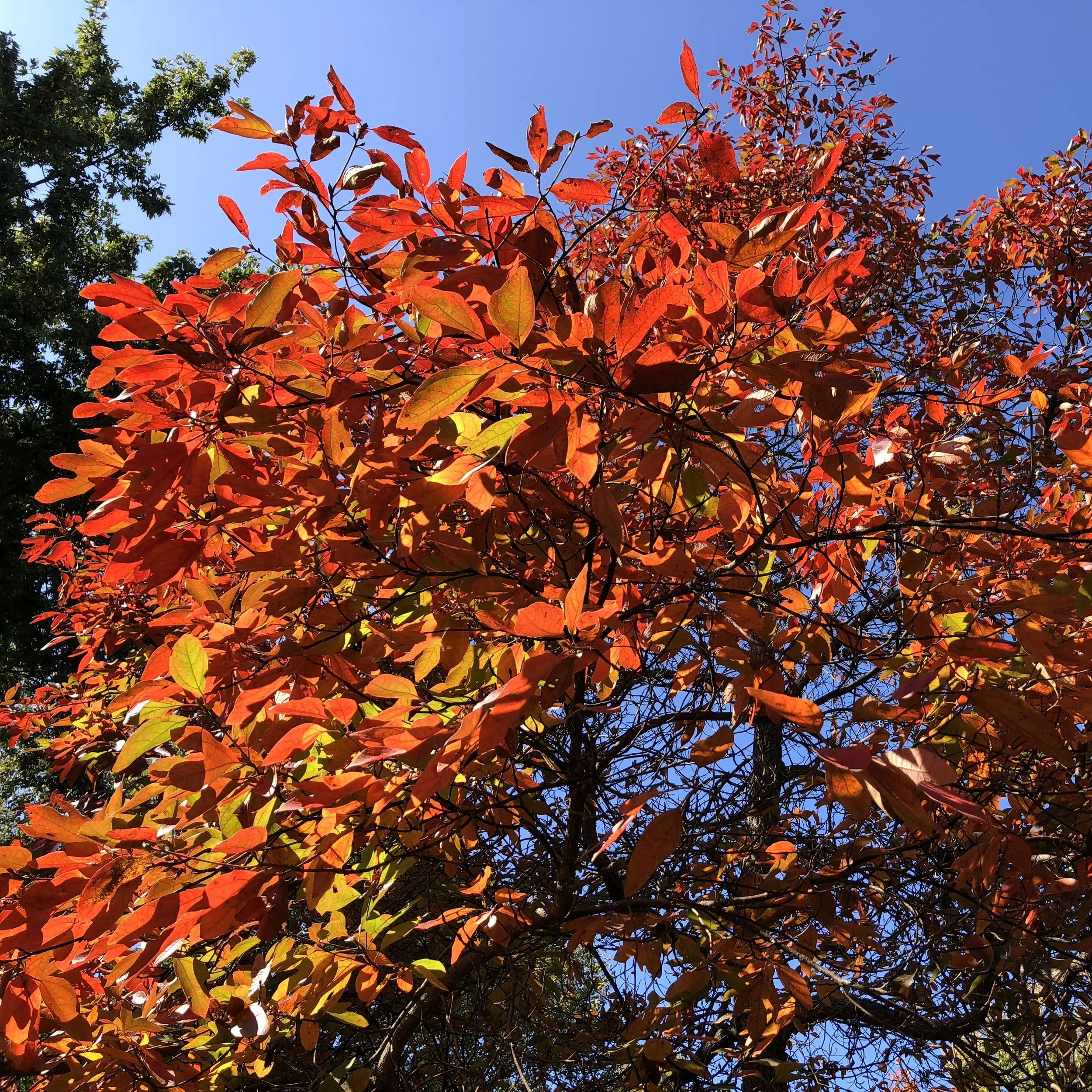 Sassafras fall foliage.jpg