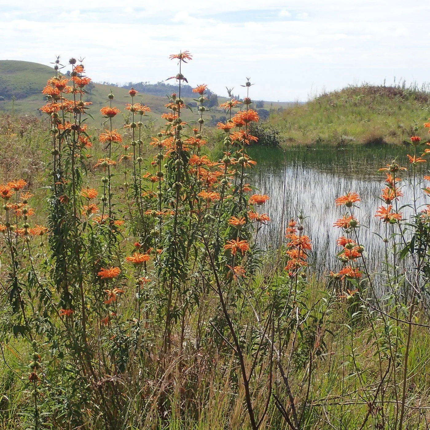 Lion's Tail Flower.jpeg
