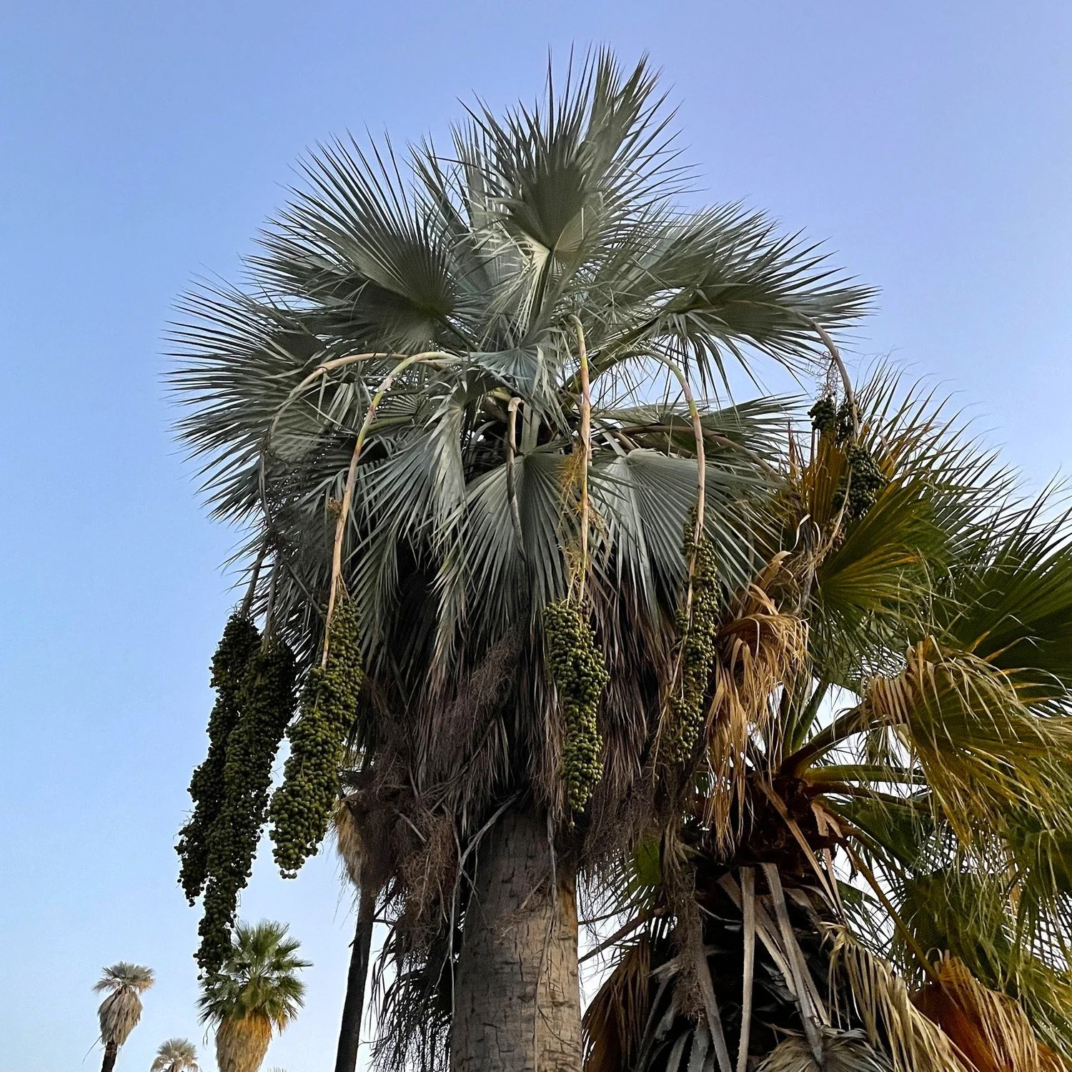 Blue Hesper Palm  Wanderlust Nursery