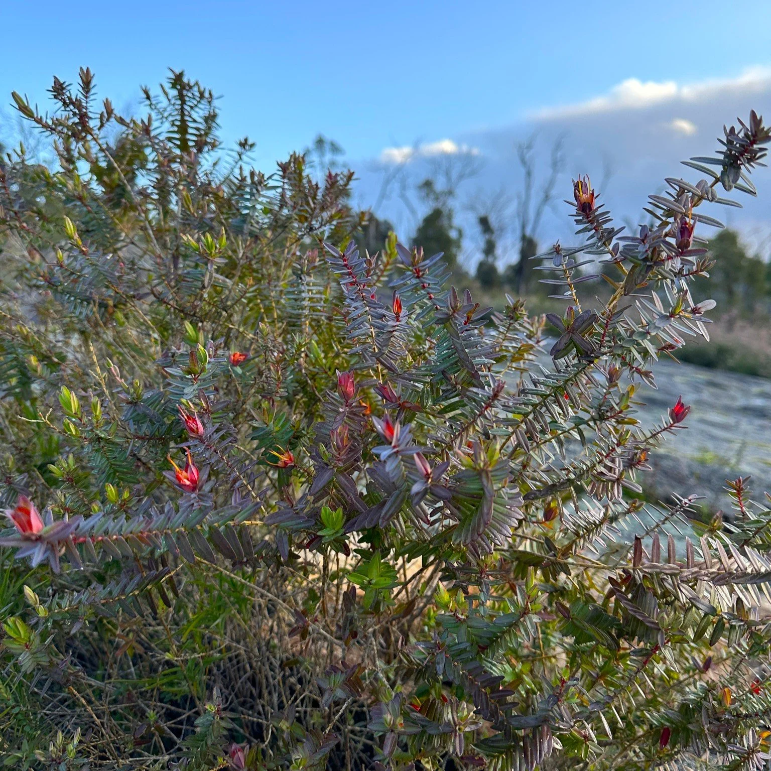 Darwinia citriodora Foliage.jpg