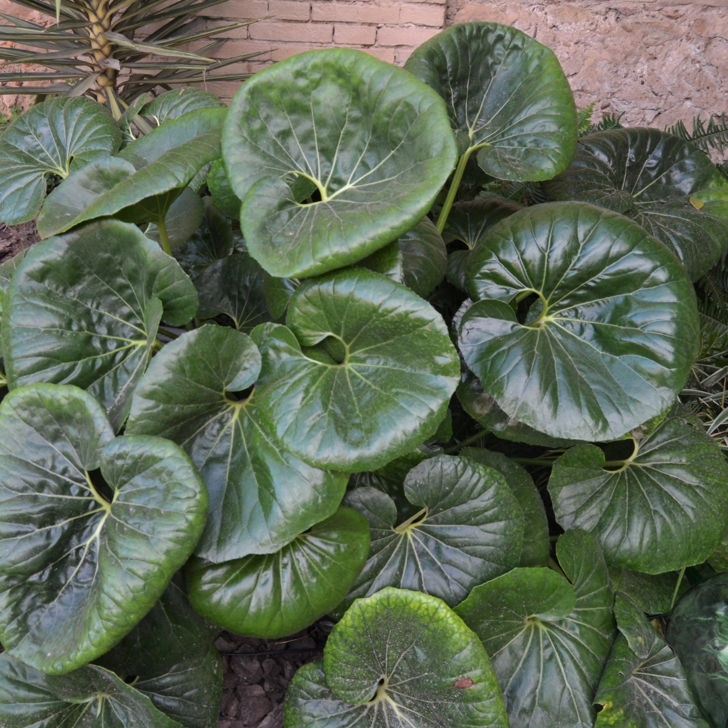 Leopard Plant.jpg