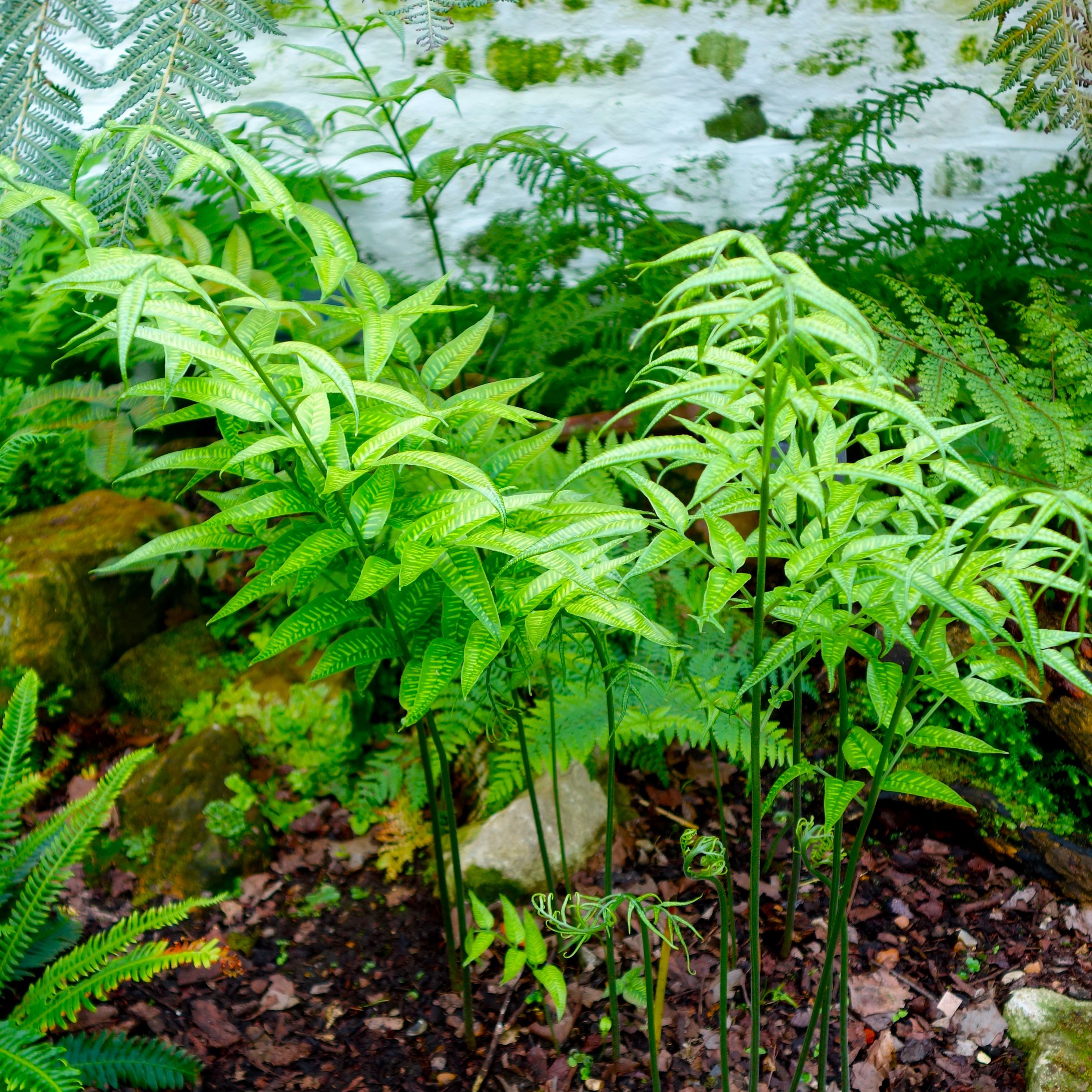 Coniogramme emeiensis habit.jpg