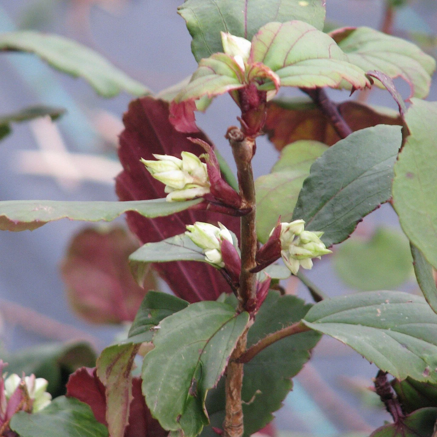 Laurel-leaf Currant.jpg