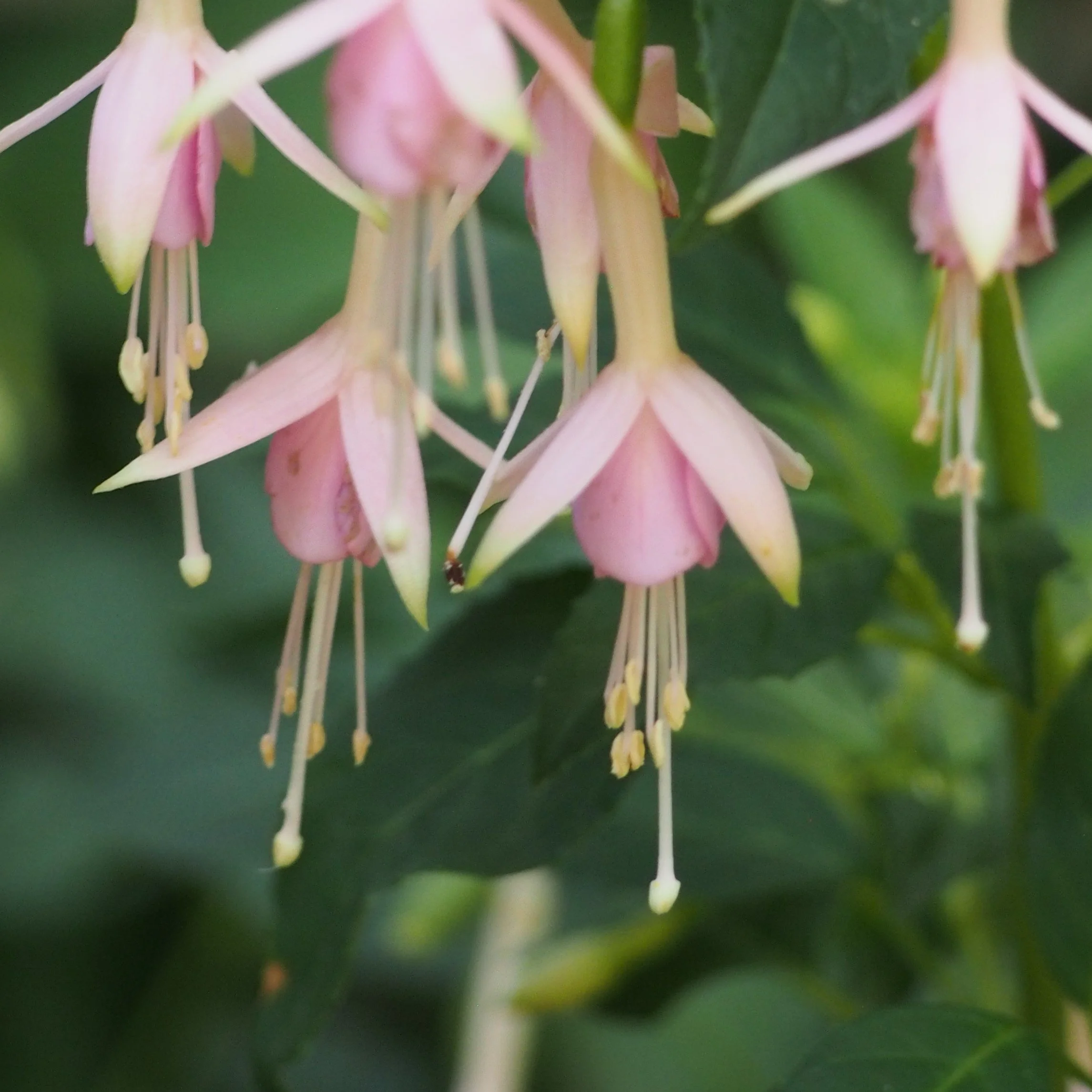 Hardy Fuchsia 'Whiteknight's Pearl'