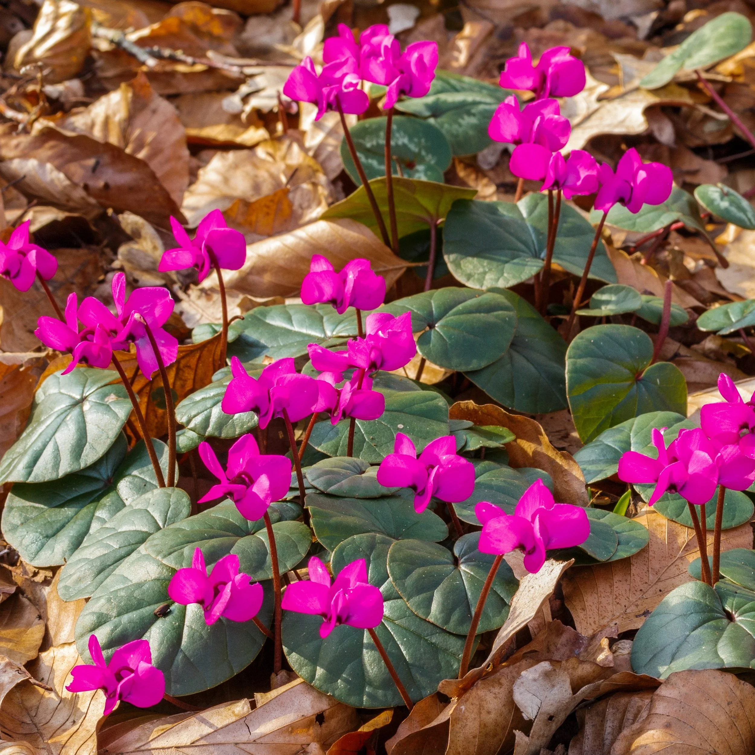 Hardy Cyclamen.jpg