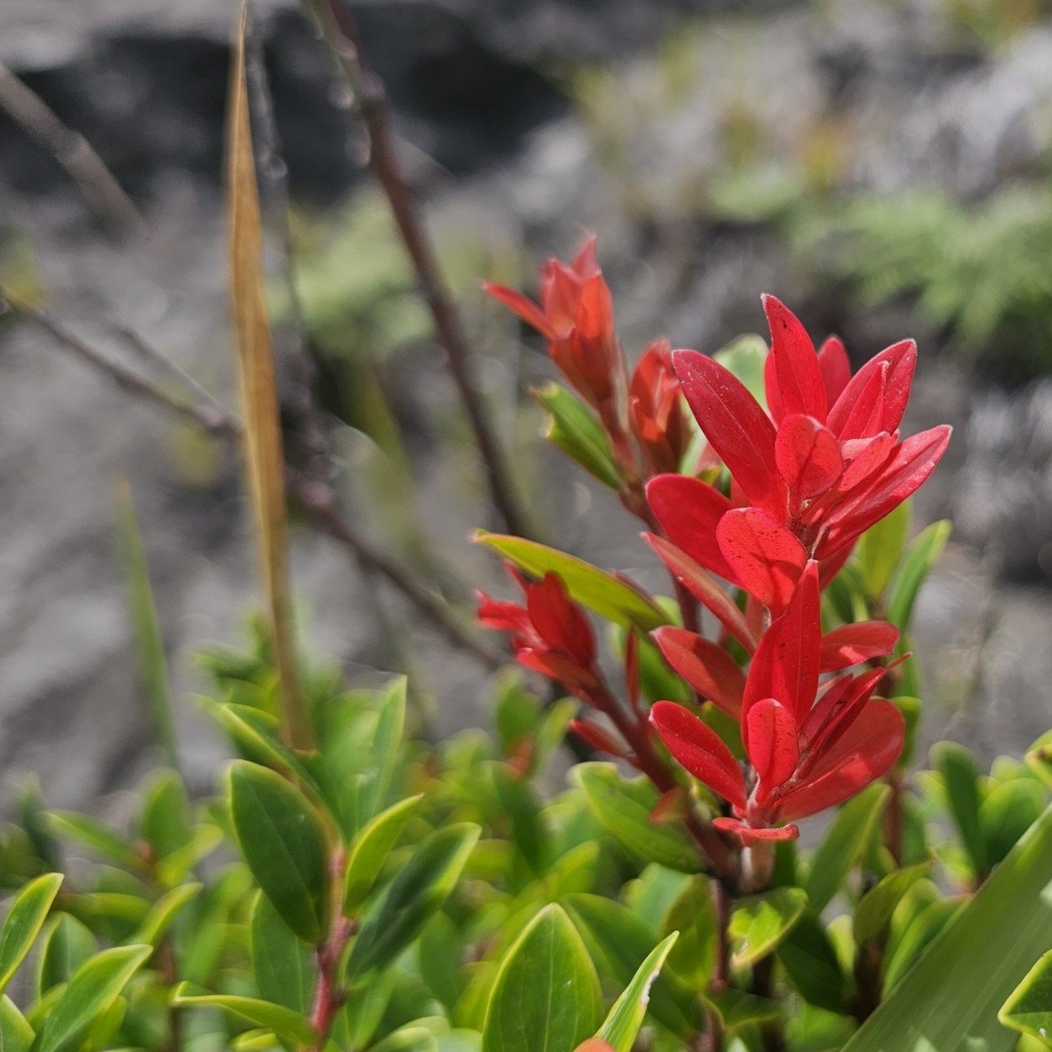 Java Mountain Lingonberry New Growth.jpeg