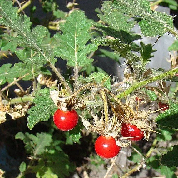 Litchi Tomato Fruit.jpg