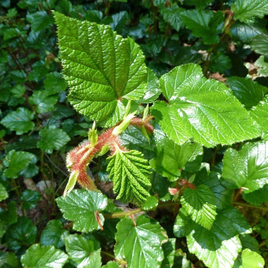 Rubus tricolor foliage.jpg