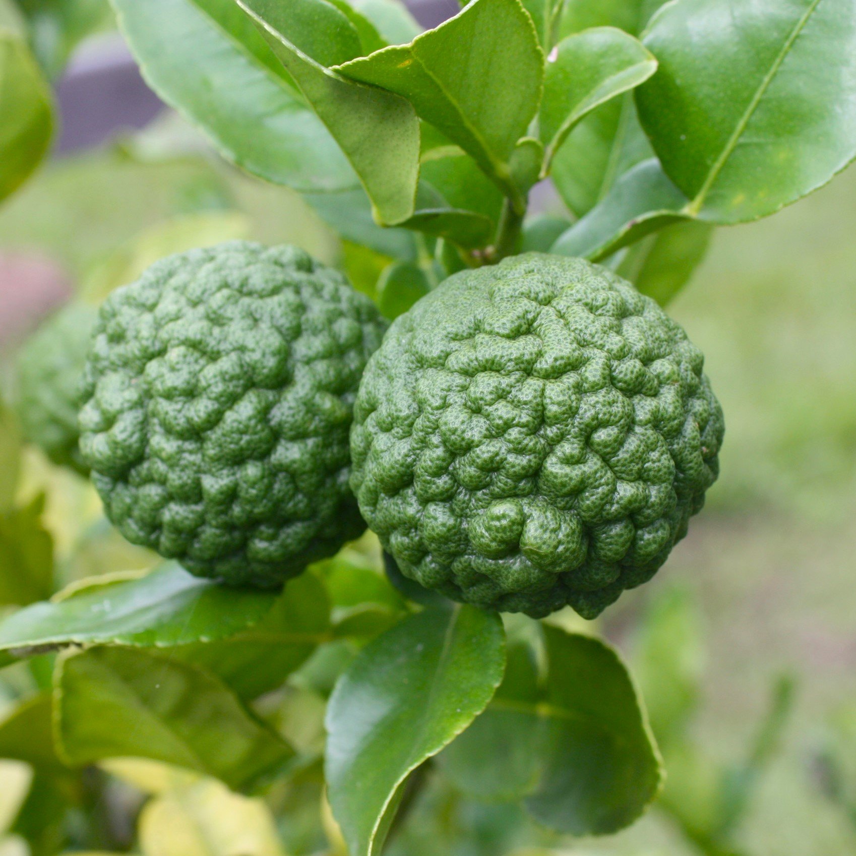 Thai Lime Fruit.jpg