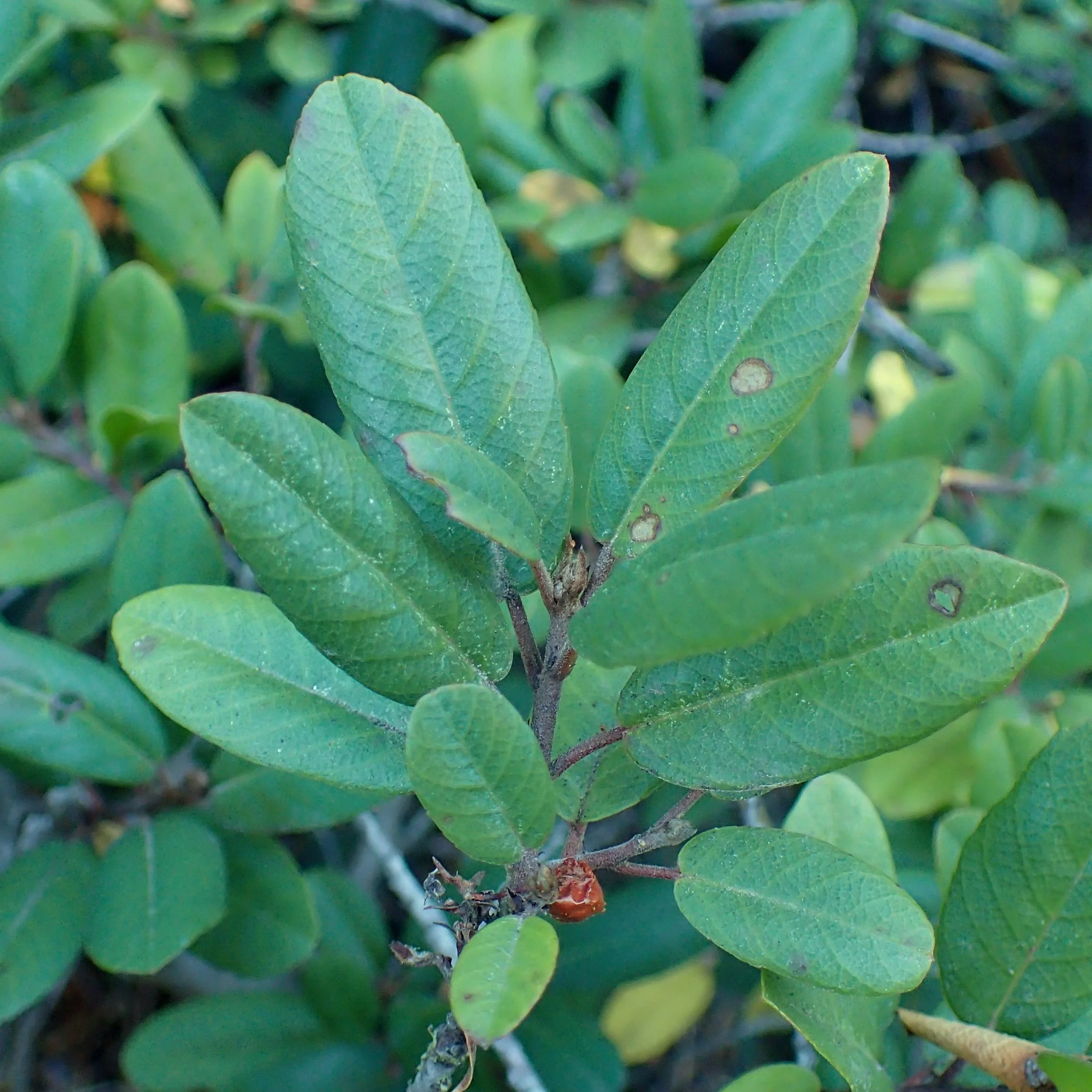 Rhamnus californica.jpg