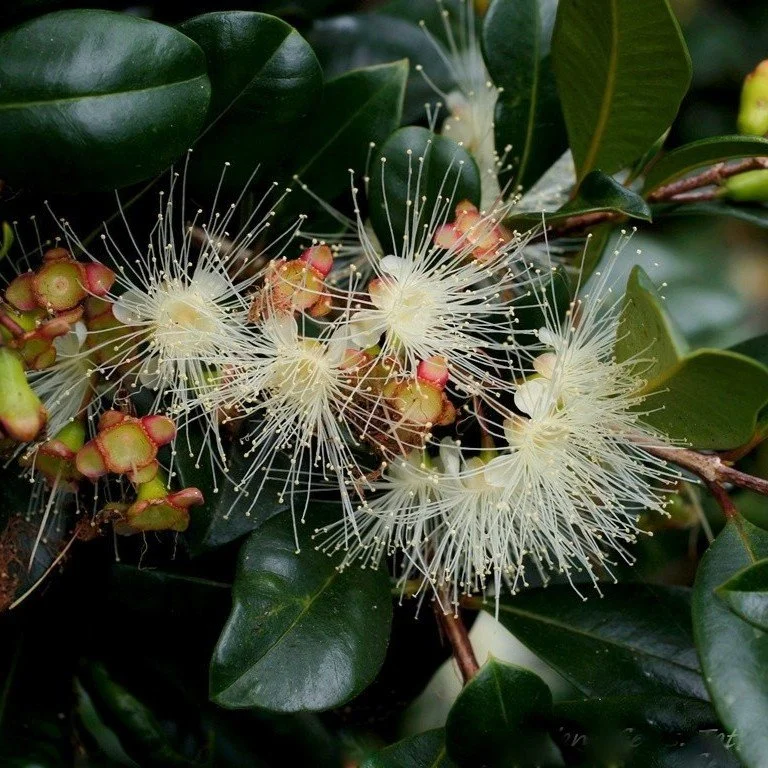 Creek Lilly Pilly Flower.jpg