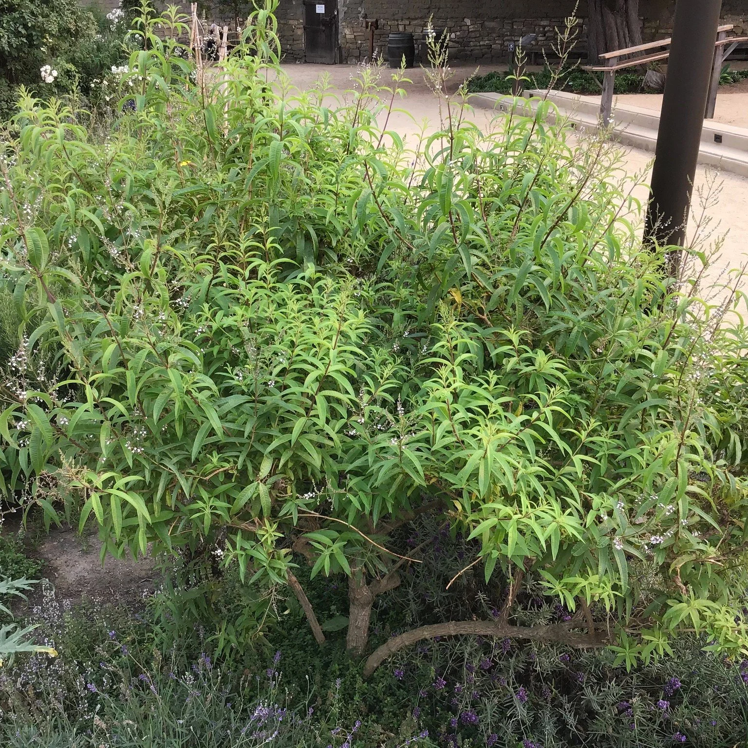 Aloysia triphylla.jpg