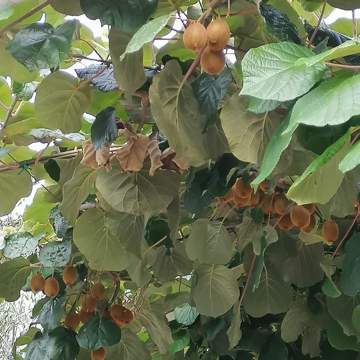 Kiwi Vine with Fruit.jpg