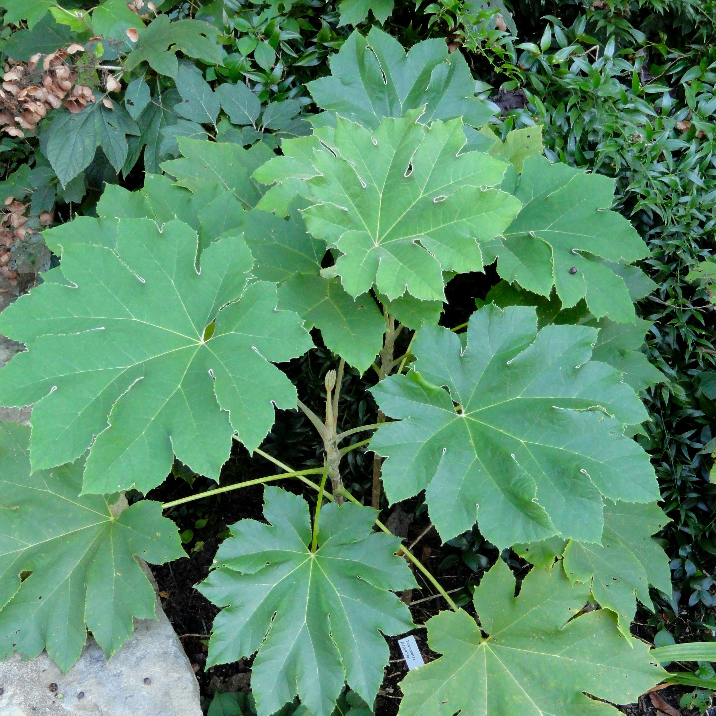 Tetrapanax papyrifer Foliage.jpg