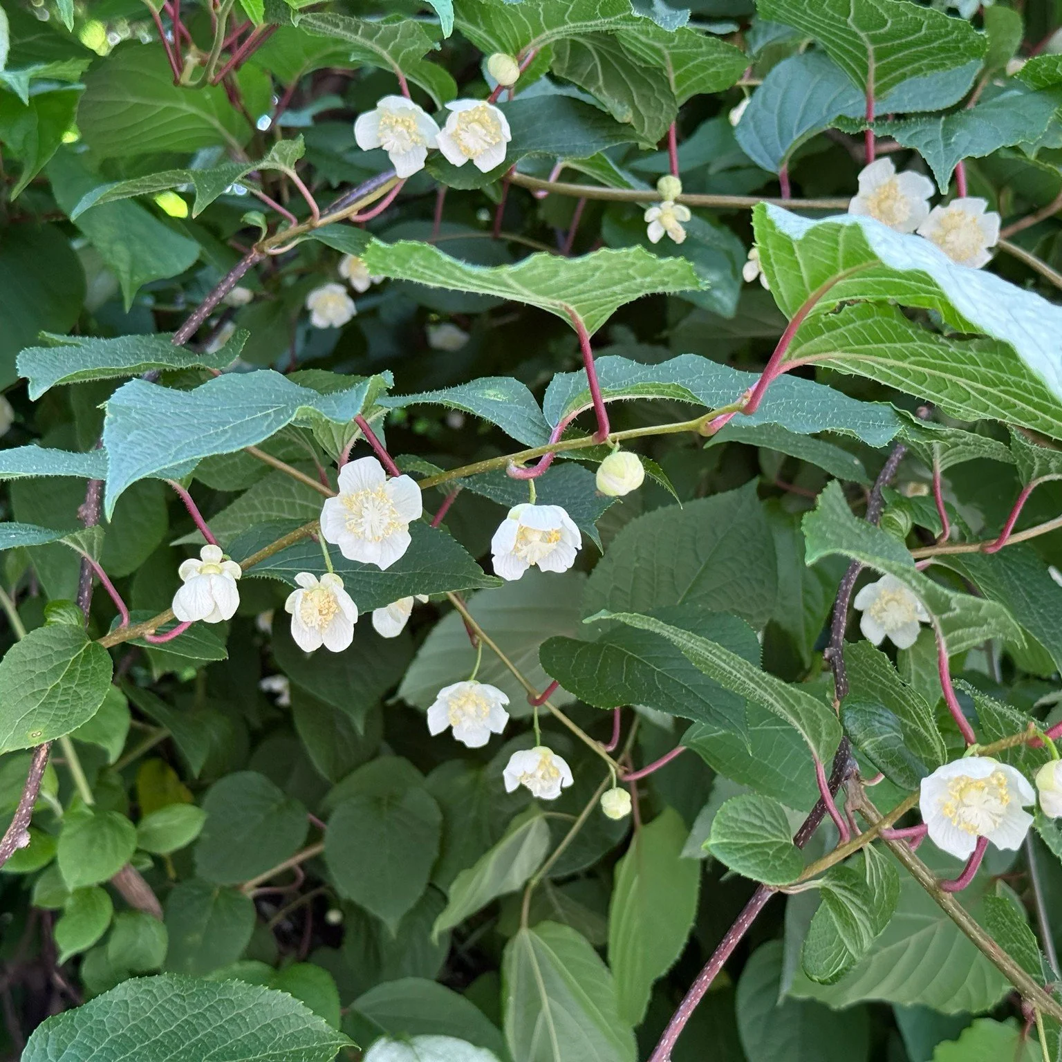 Silver Vine Flower.jpg