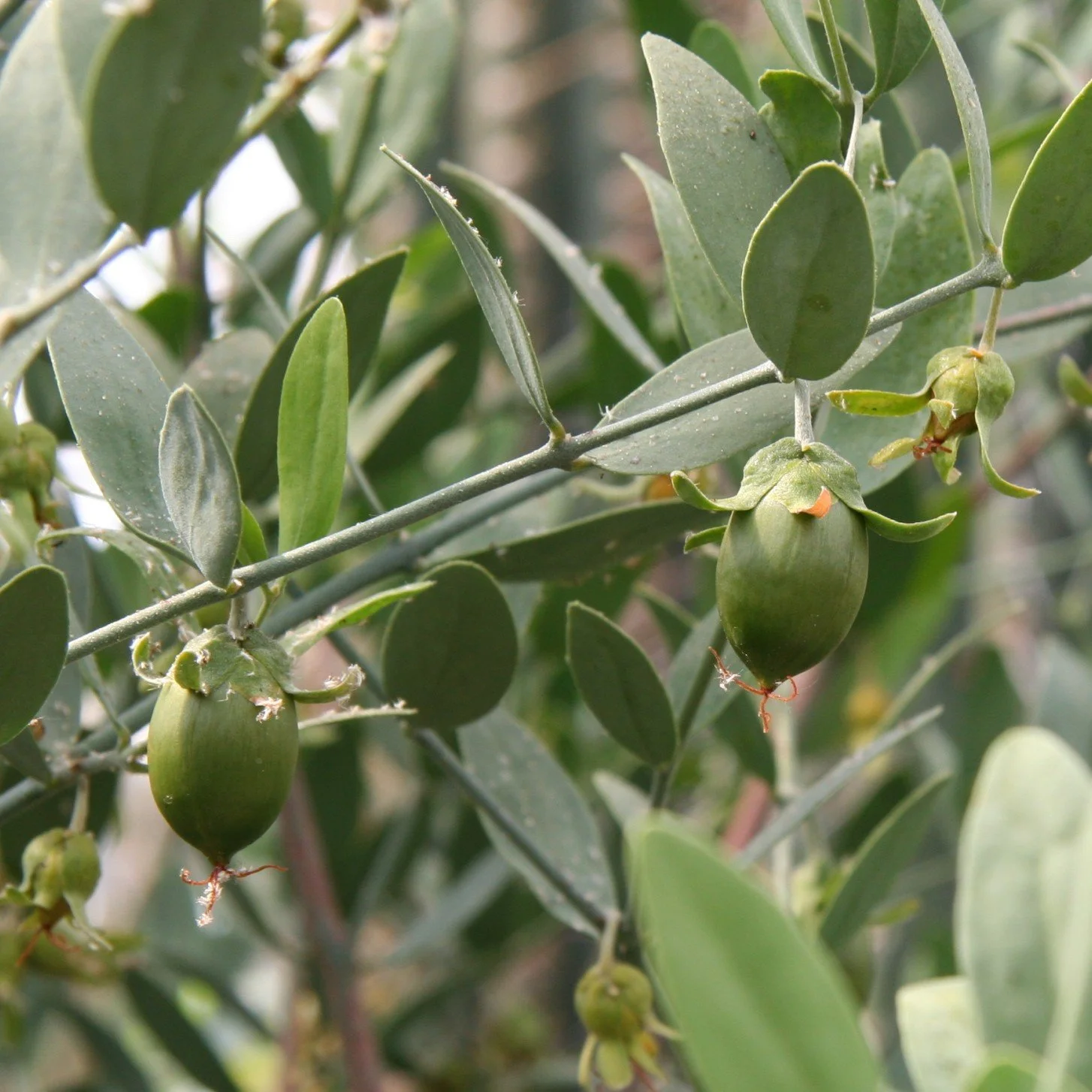 Simmondsia chinensis fruit.jpg