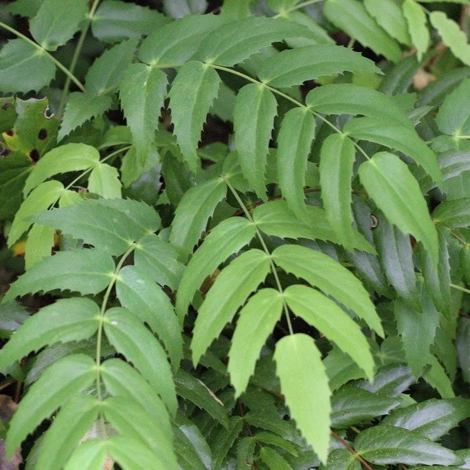 Cascade Oregon Grape.jpg
