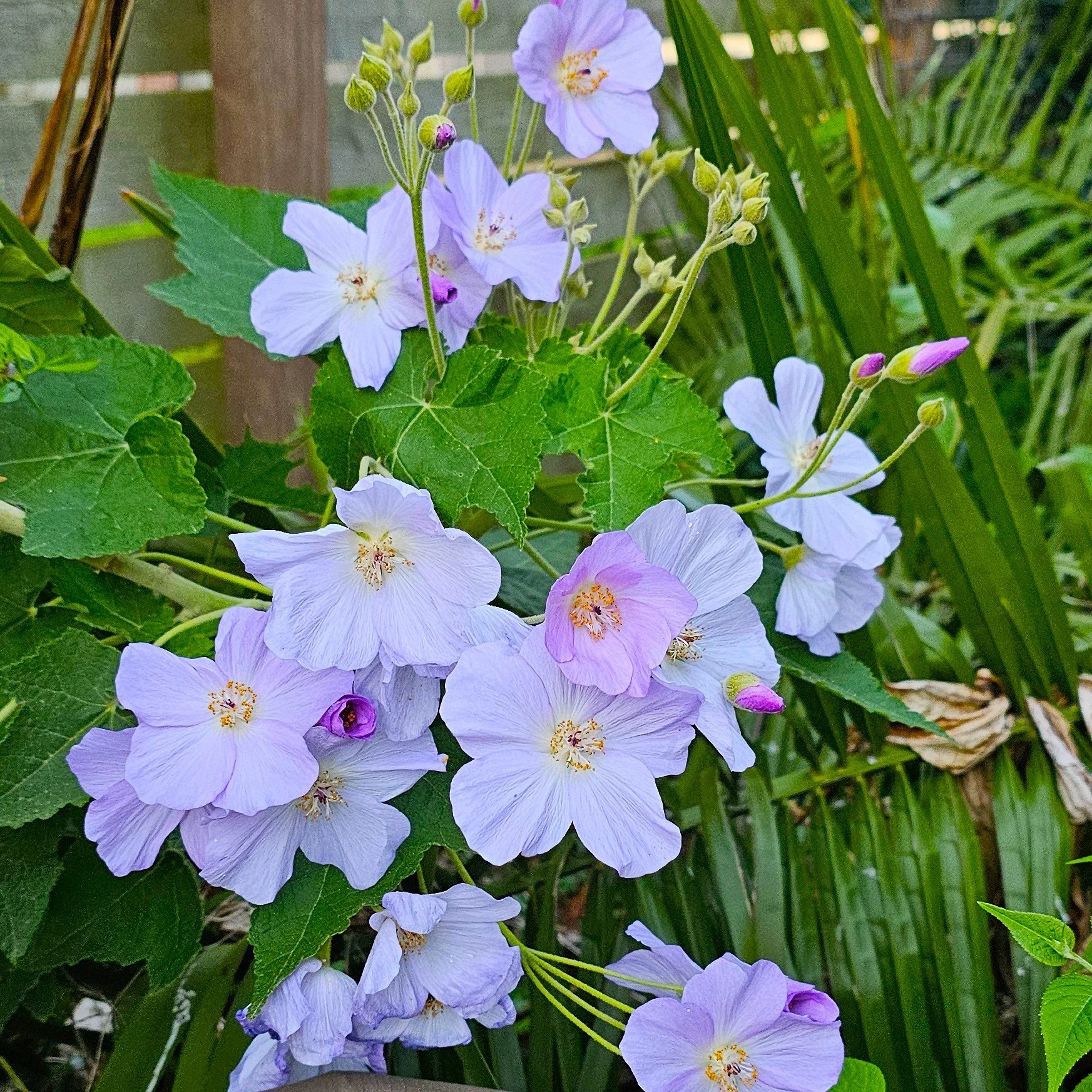 Chilean Tree Mallow