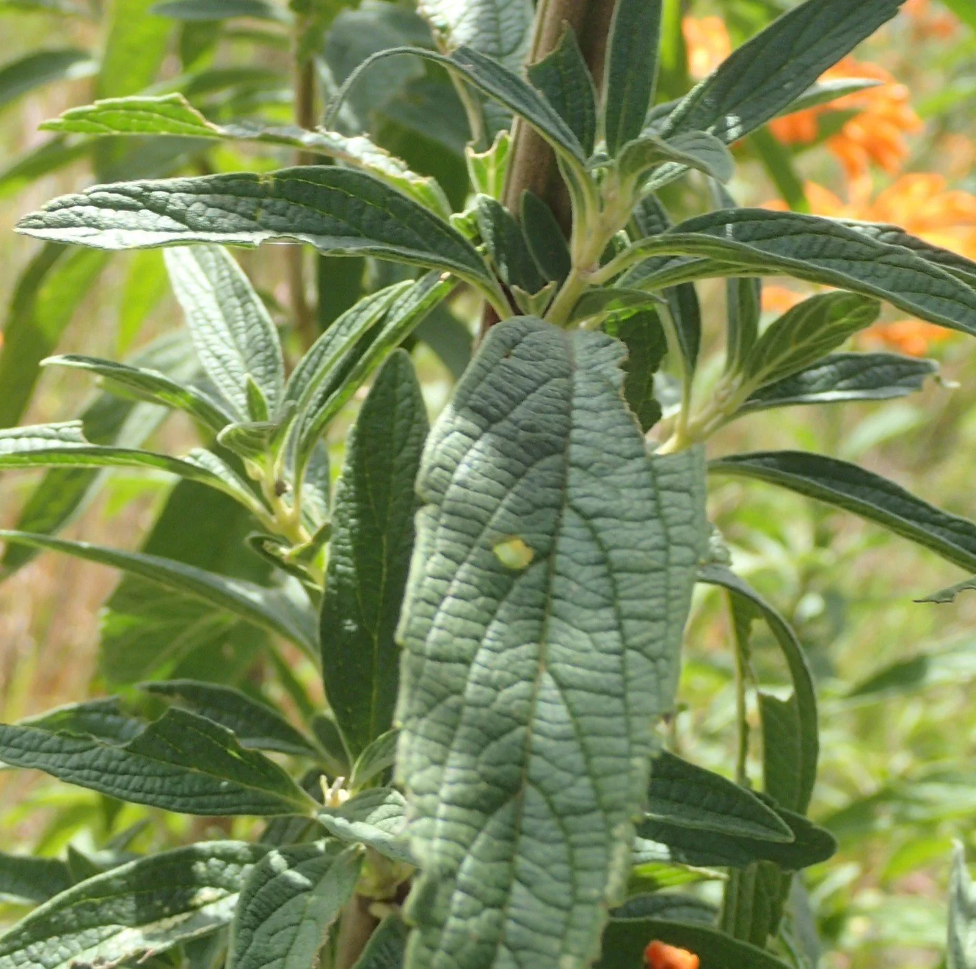 Lions Tail Foliage.jpeg