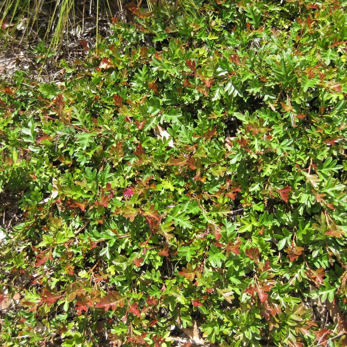 Grevillea_x_gaudichaudii.jpg