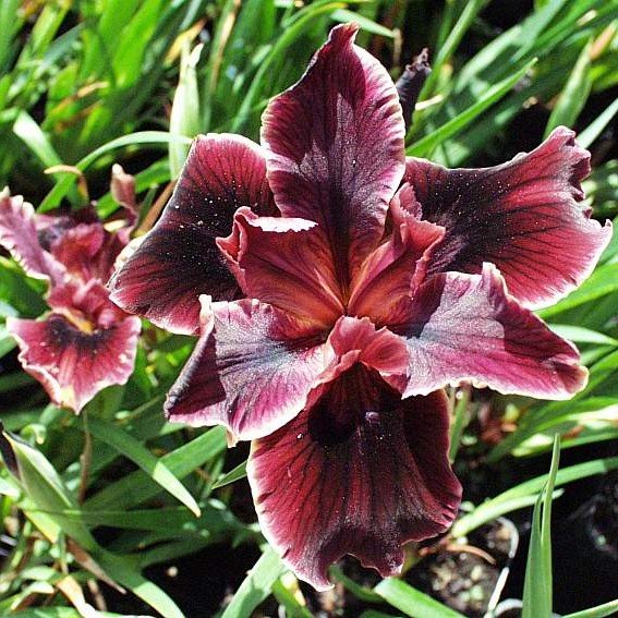 PCH Iris Ruby.jpg