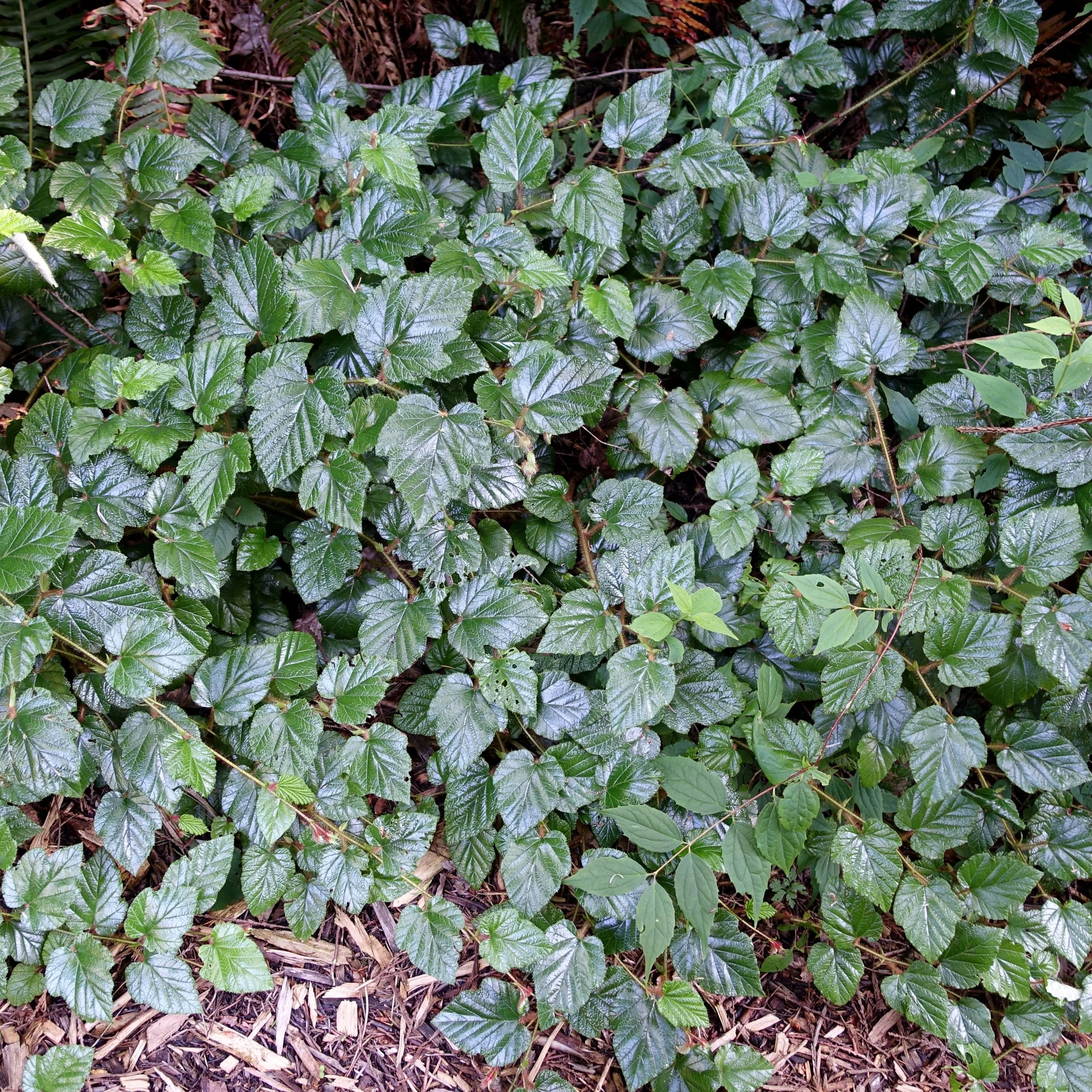 Rubus tricolor.jpg