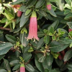 Correa Dusky Bells Flower.jfif