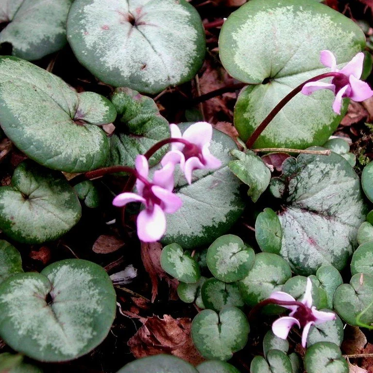 Cyclamen coum Pewter.jpg