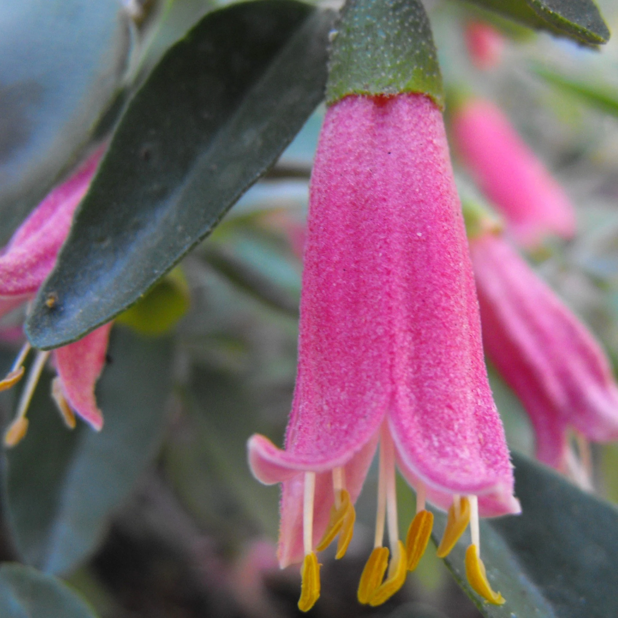 Red Australian Fuchsia
