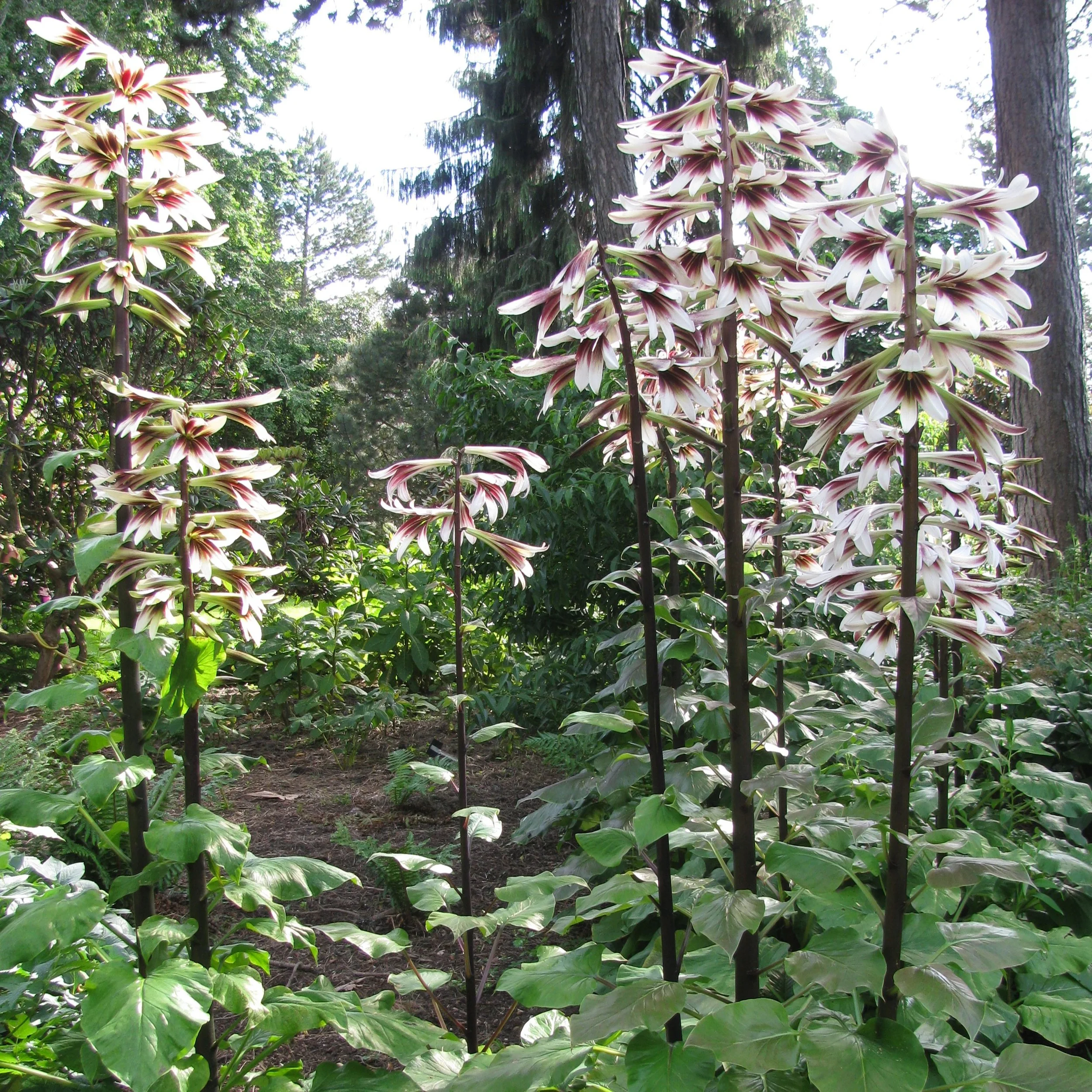 Giant Himalayan Lily