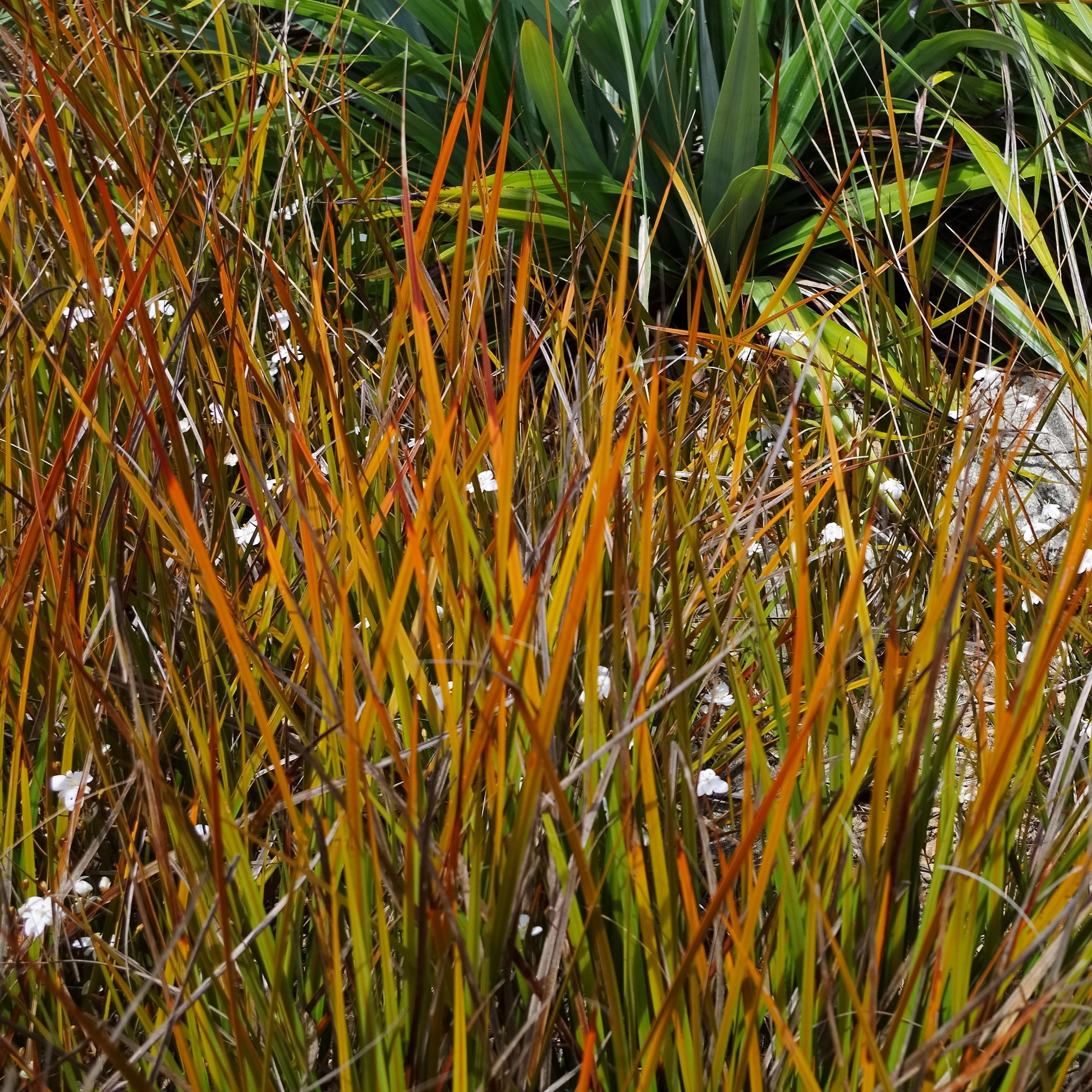 Libertia peregrinans.jpg