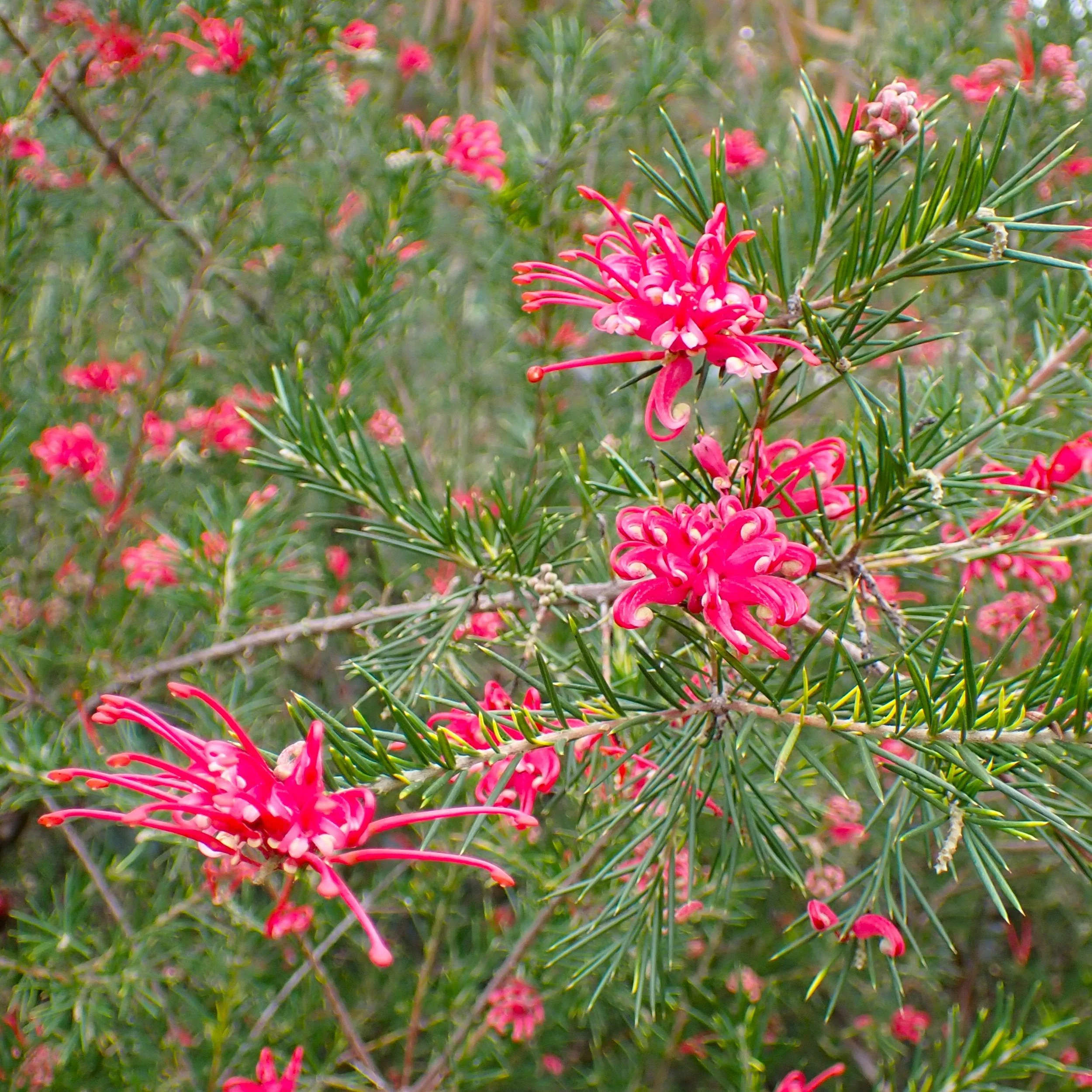 Grevillea 'Canberra Gem' Blossoms.jpg
