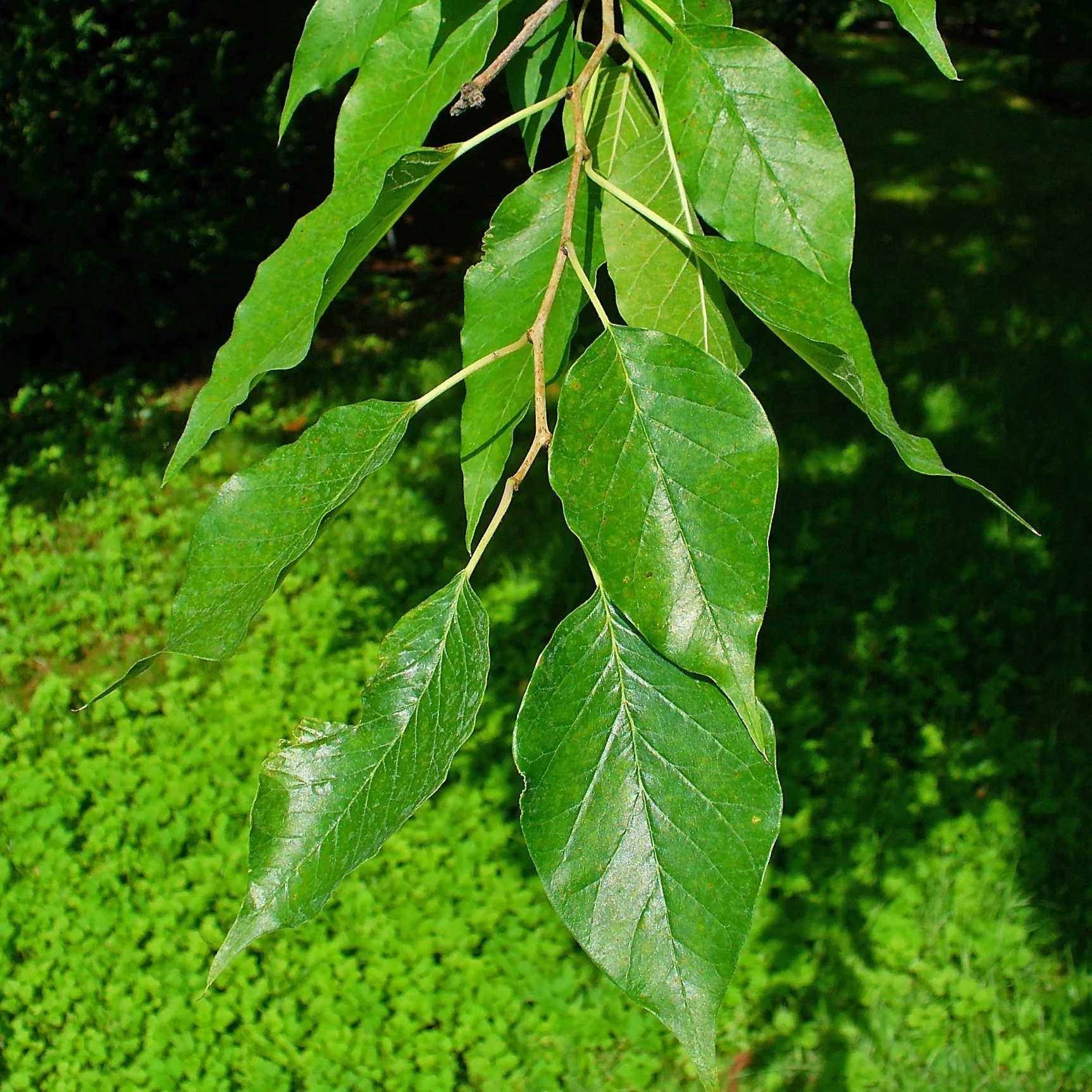 Maclura pomifera foliage.jpg