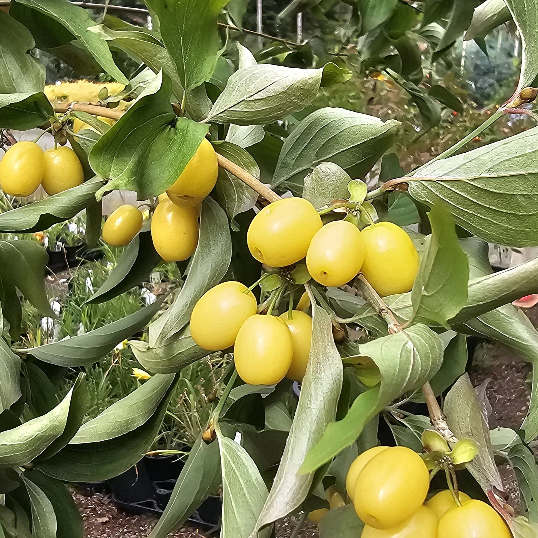 Yellow Cornus mas.jpg