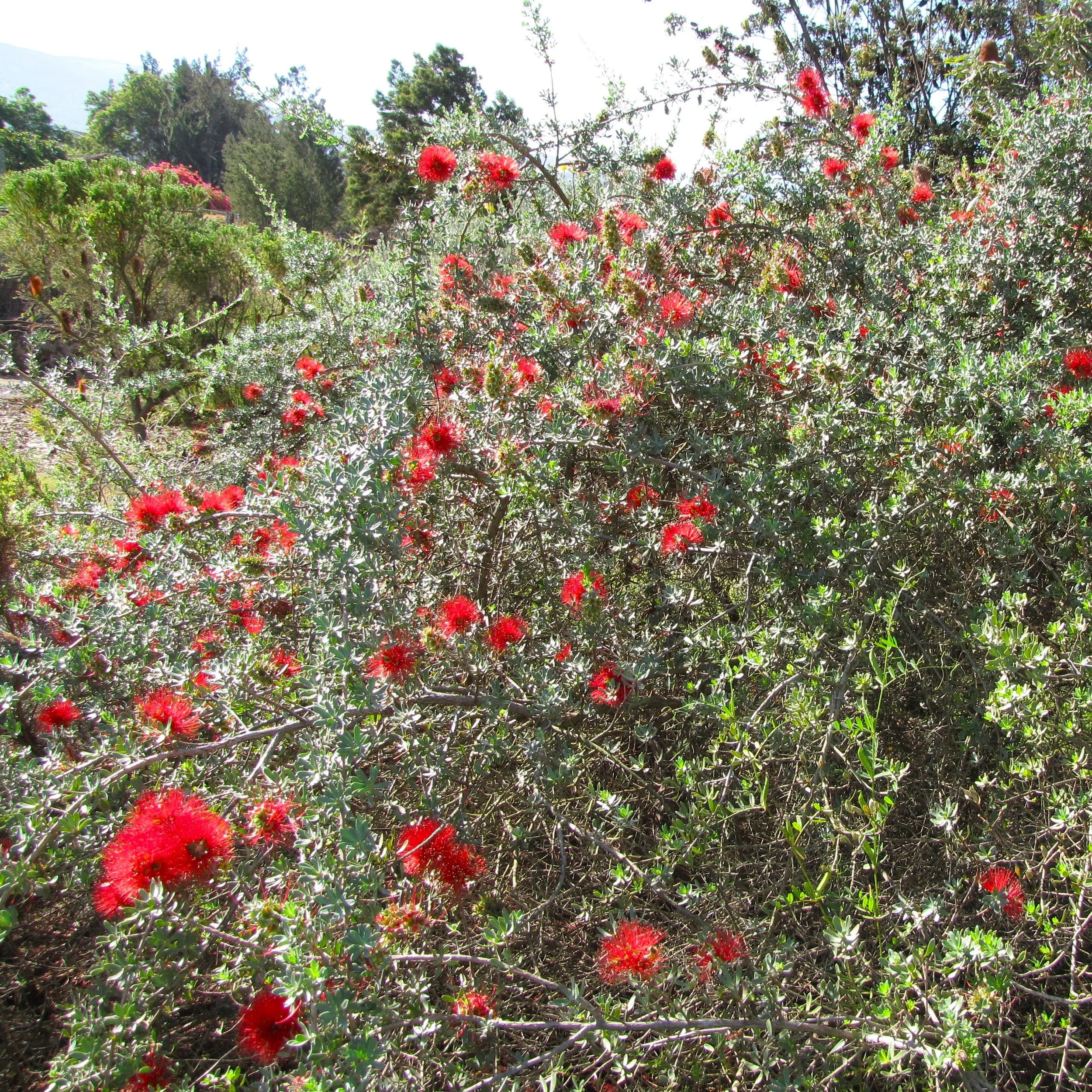 Scarlet Kunzea.jpg