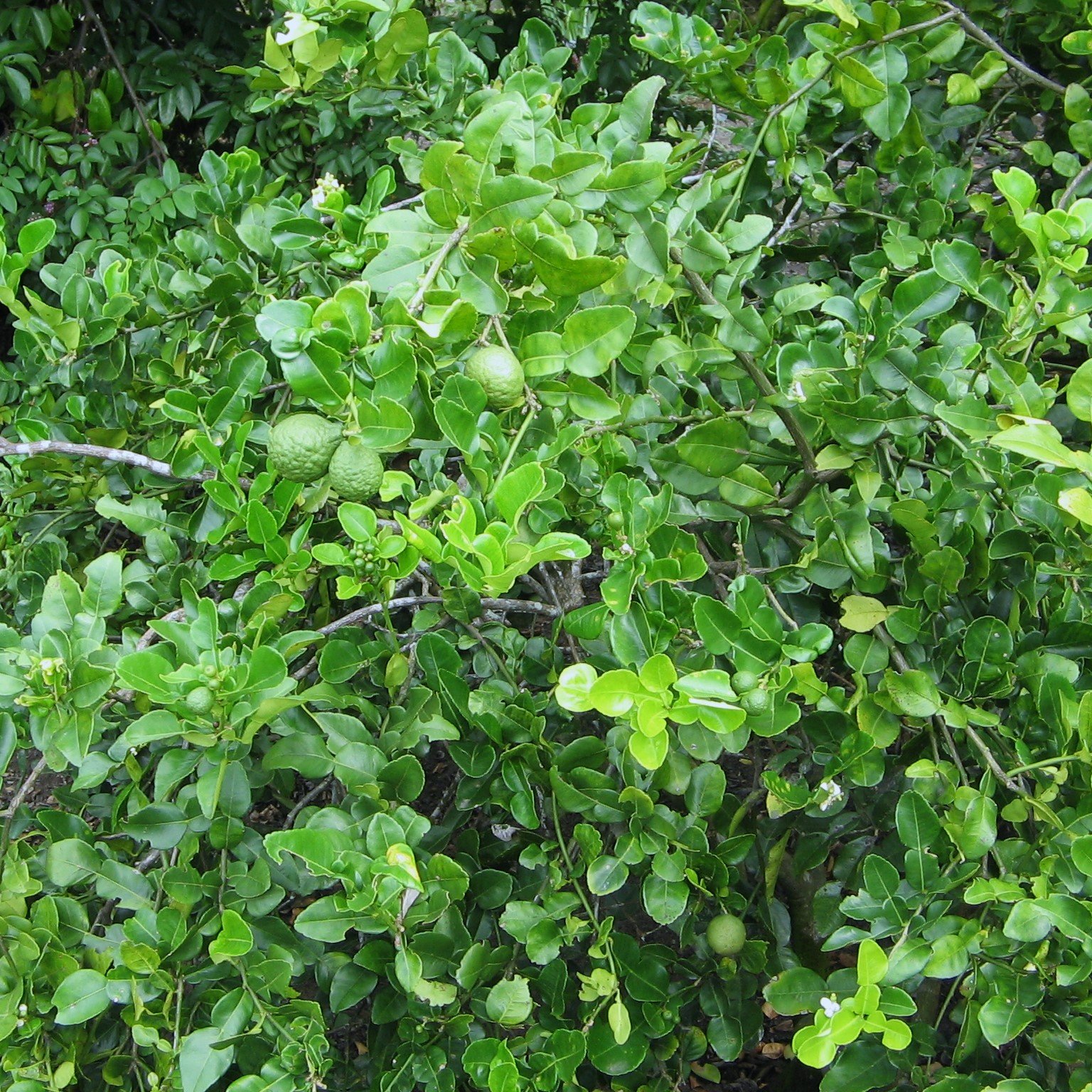 Thai Lime Foliage.jpg