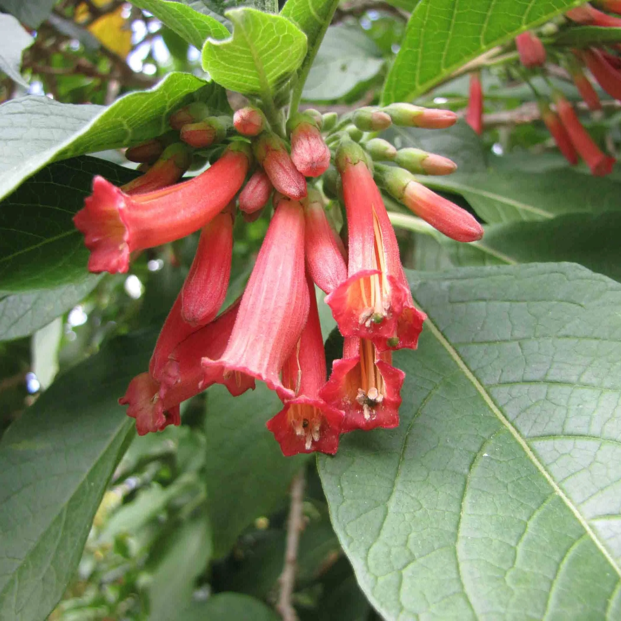 Iochroma fuchsioides Flower.jpg