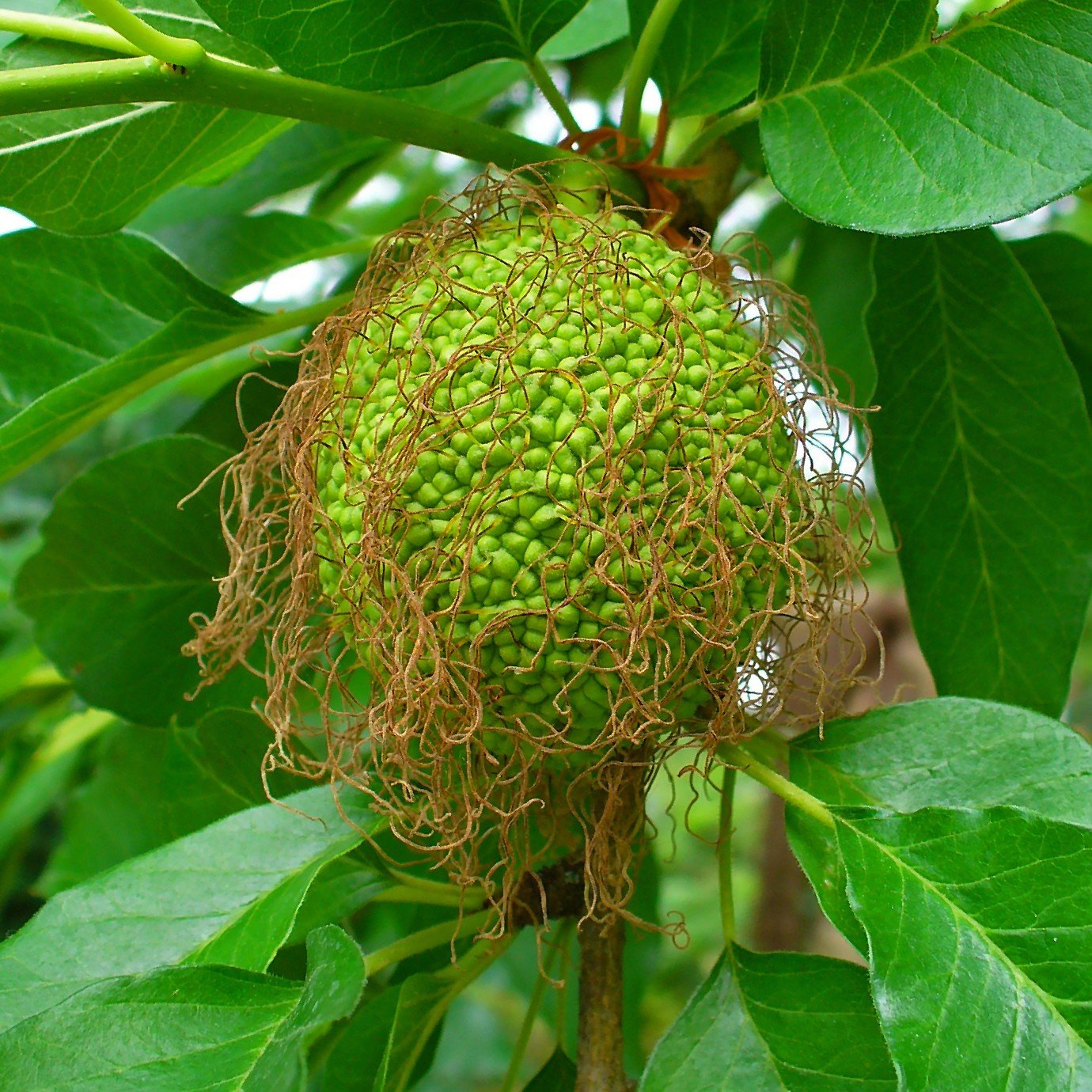 Unripe Osage Orange.jpg