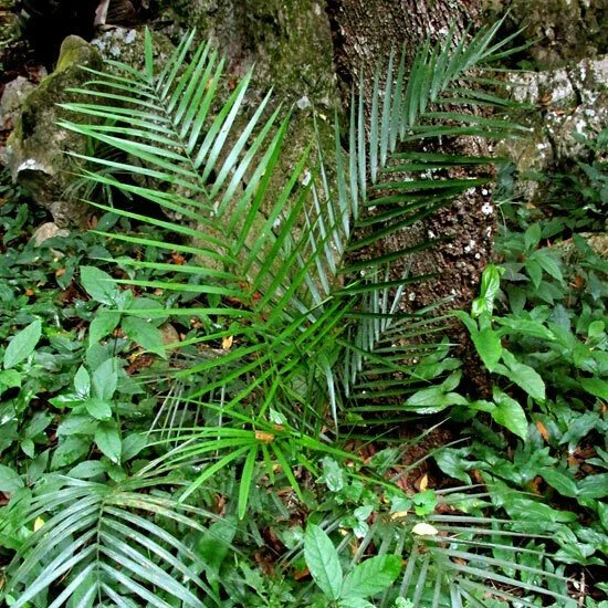 Dwarf Bamboo Palm.jpg